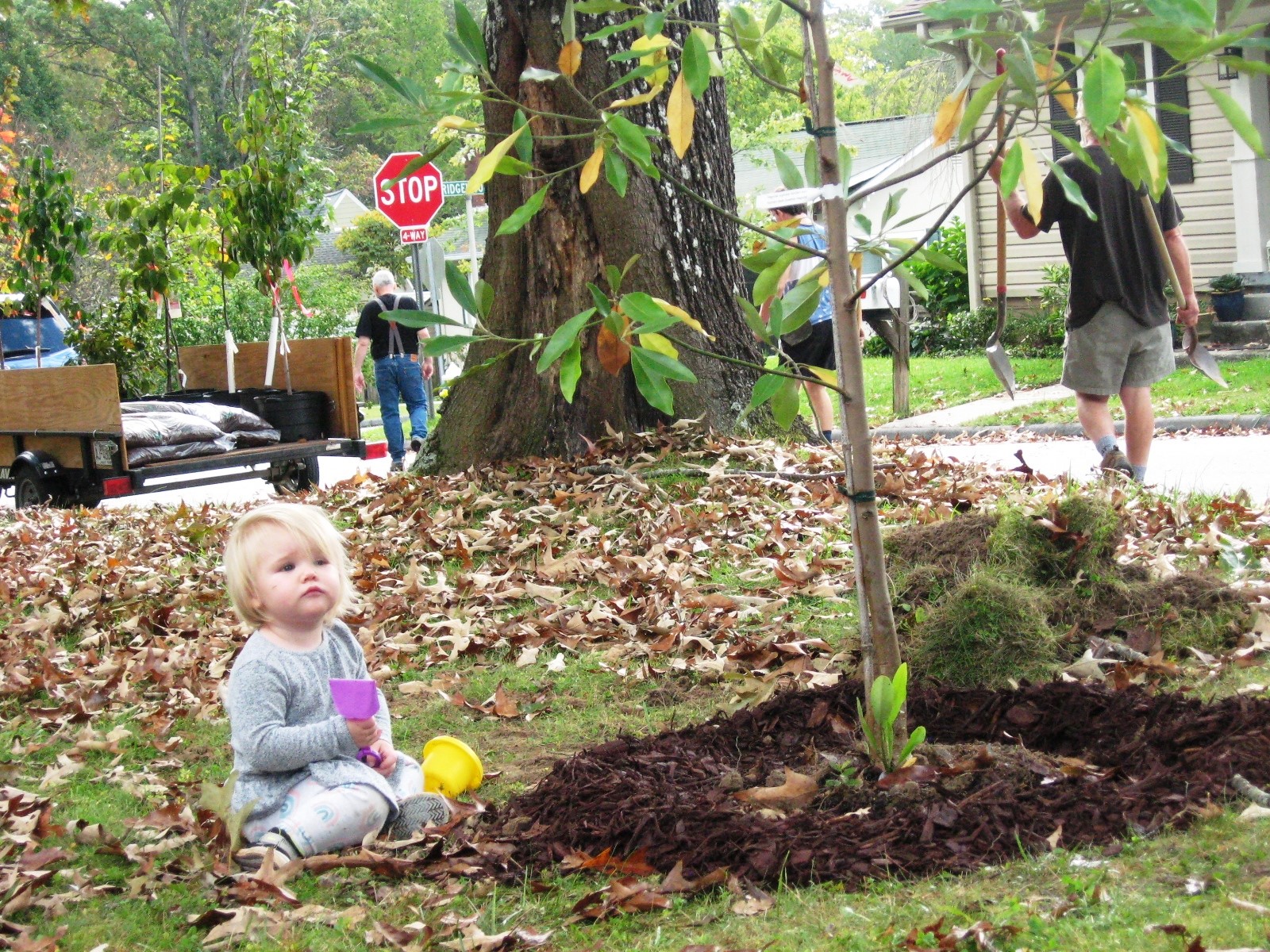 little kid at tree planting